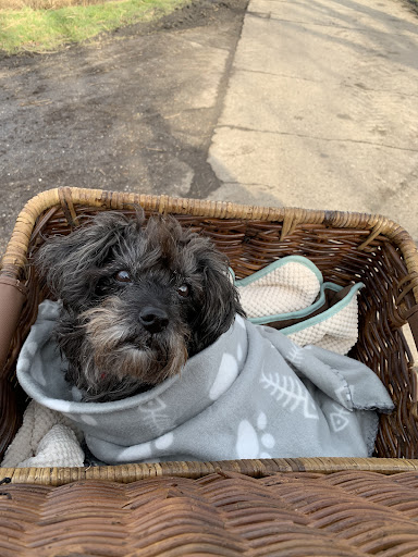 Dr.med.vet. Andreas Bukowski Tierarzt unter Südbrookmerland, Niedersachsen
