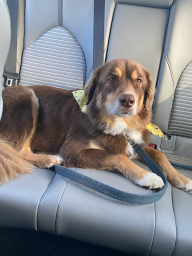 Pet Groomer «U Dirty Dog», reviews and photos, 232 Stevens Entry, Peachtree City, GA 30269, USA