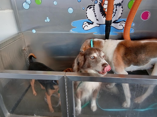 Pet Groomer «Belly scRubs Self Service Pet Wash», reviews and photos, 119 WV-34 #1, Hurricane, WV 25526, USA