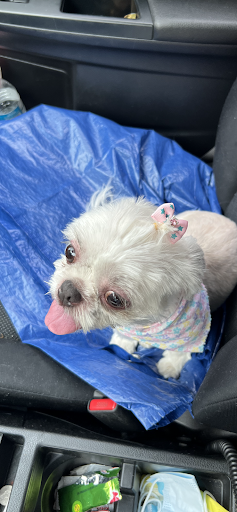 Pet Groomer «Pocono Pets-N-Stuff», reviews and photos, 2571 Milford Rd, East Stroudsburg, PA 18301, USA