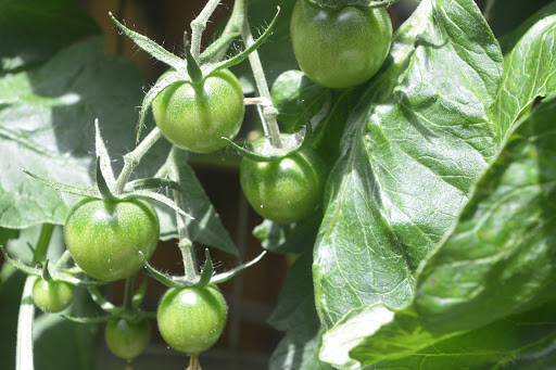 Wedding Venue «Red Cedar Farm», reviews and photos, 27054 NW Lofall Rd, Poulsbo, WA 98370, USA