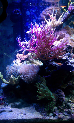 Clean My Aquarium