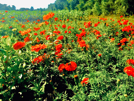 Farm «Langwater Farm», reviews and photos, 209 Washington St, North Easton, MA 02356, USA