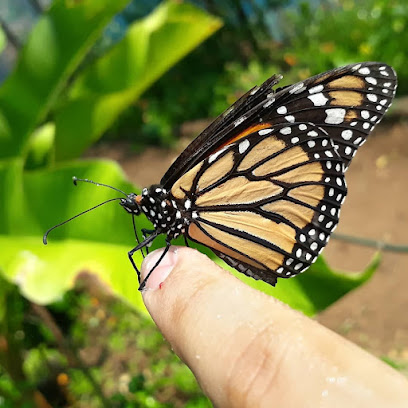 Butterfly Caribe