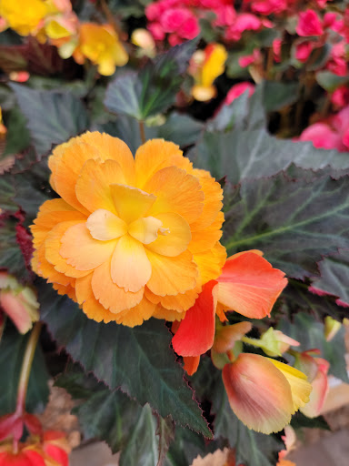 Garden Center «Gregor Farm & Greenhouse Inc», reviews and photos, 2592 Holy Name Dr, Wayzata, MN 55391, USA