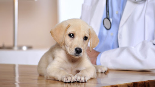 Cambie Village Animal Hospital image