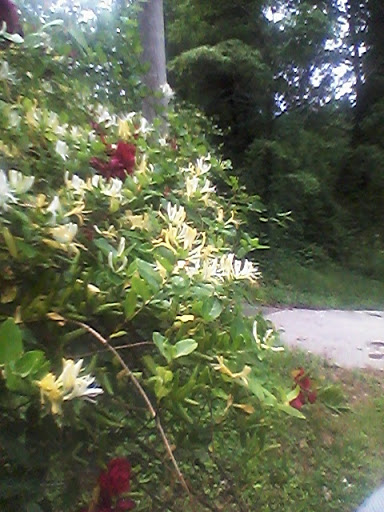 Recreation Center «Wolfe Adult Recreation Center And Pool», reviews and photos, 884 Church St, Smyrna, GA 30080, USA