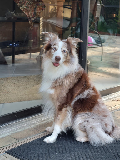 Pet Supply Store «Munchies Natural Pet Foods», reviews and photos, 3705 Tampa Rd # 11, Oldsmar, FL 34677, USA