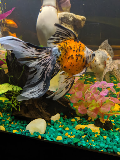 Tropical Fish Store «Coral Reef Aquariums», reviews and photos, 8416 N Armenia Ave, Tampa, FL 33604, USA