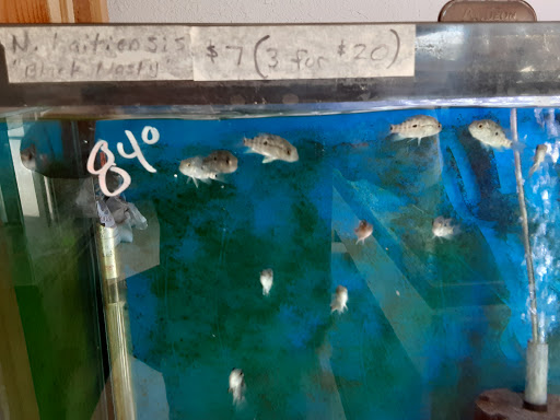 Pet Supply Store «Milwaukee Aquatics», reviews and photos, 3946 S Howell Ave, Milwaukee, WI 53207, USA