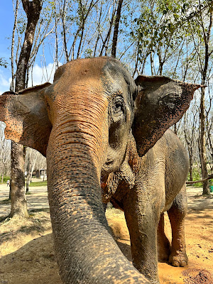 Khaolak Elephant Sanctuary