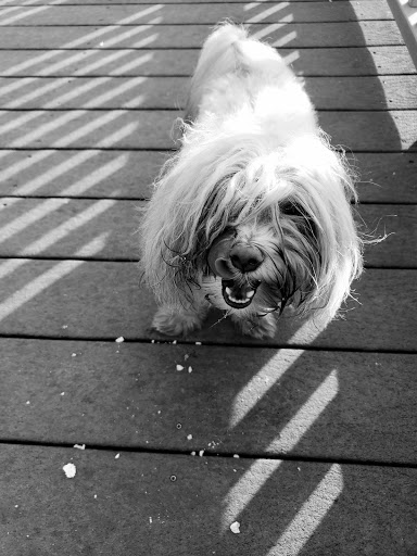 Park «Lake Lily Park», reviews and photos, 900 S Orlando Ave, Maitland, FL 32751, USA