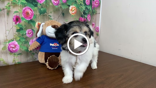 Pet Store «Puppy Love», reviews and photos, 4802 Valley View Blvd NW Uf290, Roanoke, VA 24012, USA