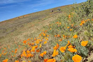 Antelope Valley California Poppy Reserve image
