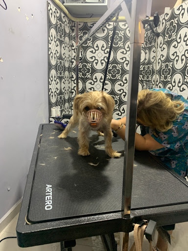 Pati Pet Shop & Pet Kuaför Kuşadası & Pet Otel | Kuşadası Aydın - Evcil hayvan mağazası