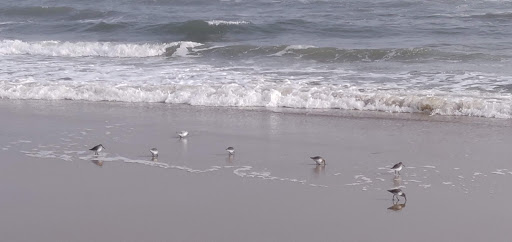 Historical Landmark «Lucy the Elephant», reviews and photos, 9200 Atlantic Ave, Margate City, NJ 08402, USA