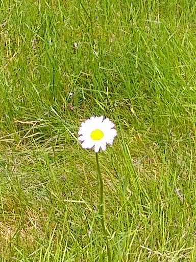 Park «Celebration Park», reviews and photos, 1095 S 324th St, Federal Way, WA 98003, USA