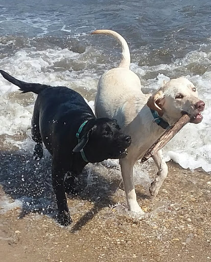 Pet Supply Store «Concord Pet Foods & Supplies», reviews and photos, 135 Aerenson Dr, Milford, DE 19963, USA