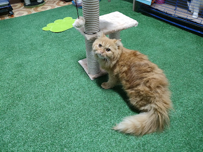 Furry Paws Clinic