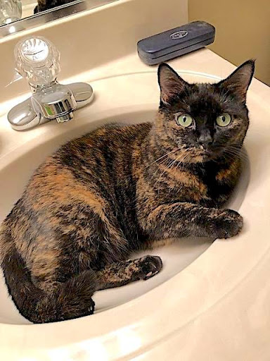 Insurance Agency «Embrace Pet Insurance», reviews and photos