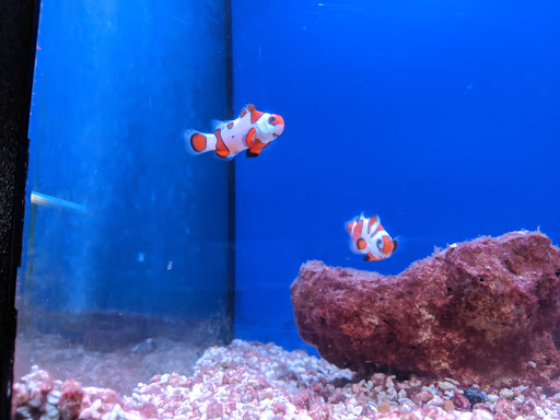 Pet Store «Fish Bowl», reviews and photos, 2117 E Race Ave, Searcy, AR 72143, USA