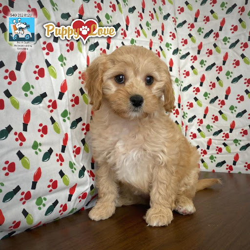 Pet Store «Puppy Love», reviews and photos, 4802 Valley View Blvd NW Uf290, Roanoke, VA 24012, USA