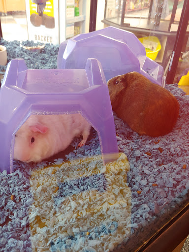Pet Supply Store «Petco Animal Supplies», reviews and photos, 18200 NW Evergreen Pkwy, Beaverton, OR 97006, USA