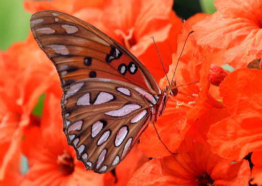 Golf Club «Plantation Preserve Golf Course & Club», reviews and photos, 7050 W Broward Blvd, Plantation, FL 33317, USA