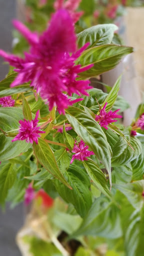 Market «Wicker Emporium», reviews and photos, 2919 US-206 #4a03, Columbus, NJ 08022, USA