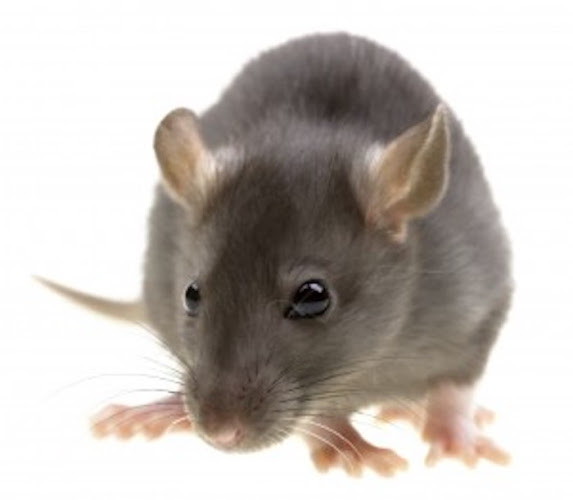 Reviews of ERD Pest Control Hertfordshire in Watford - Pest control service