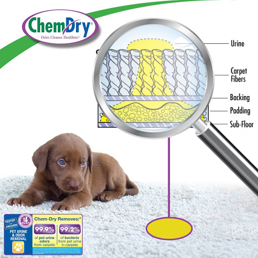 Carpet Cleaning Service «M&M Chem-Dry», reviews and photos, 3241 E Berlin Rd, York, PA 17408, USA