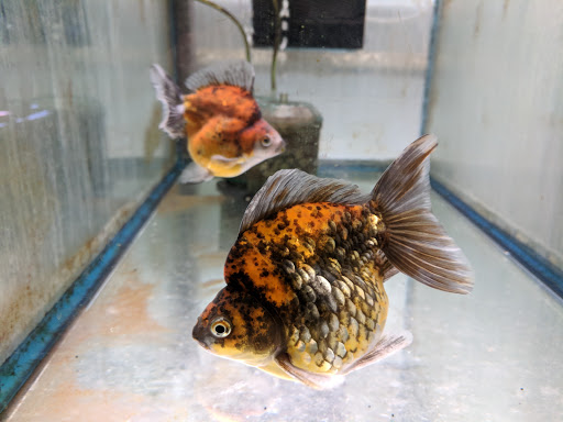 Pet Store «Forest Lake Pets», reviews and photos, 120 Lake St N, Forest Lake, MN 55025, USA