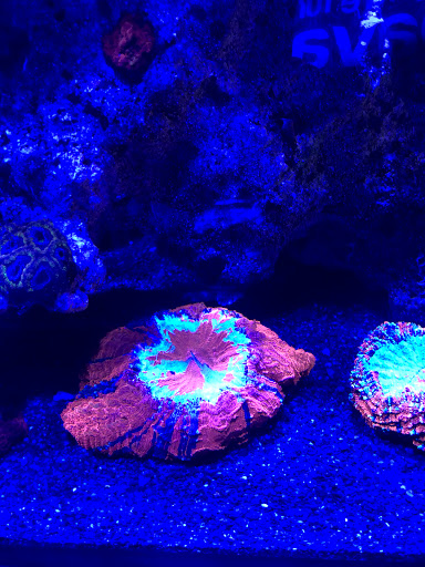Aquarium «Aquatic Jewels», reviews and photos, 2141 Stirling Rd, Fort Lauderdale, FL 33312, USA