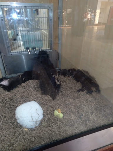 Pet Store «Animal Kingdom», reviews and photos, 5000 S Arizona Mills Cir, Tempe, AZ 85282, USA