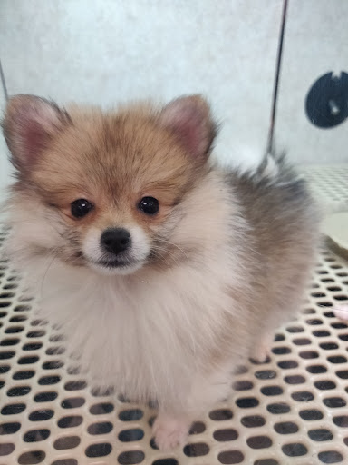 Pet Store «Pet City Pet Shops», reviews and photos, 750 Citadel Dr N # 2092, Colorado Springs, CO 80909, USA