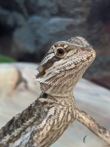 Pet Supply Store «Petco Animal Supplies», reviews and photos, 2005 Crow Canyon Pl, San Ramon, CA 94583, USA