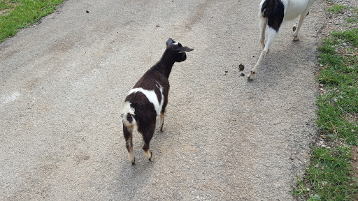 Zoo «Kentucky Down Under Adventure Zoo», reviews and photos, 3700 L and N Turnpike Rd, Horse Cave, KY 42749, USA