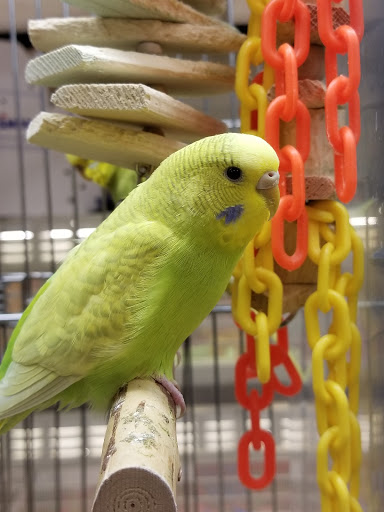 Pet Supply Store «PetSmart», reviews and photos, 4240 S Mooney Blvd, Visalia, CA 93277, USA