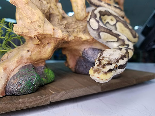 Shopping Mall «Hampton Plaza Shopping Center», reviews and photos, 4033 W Mercury Blvd, Hampton, VA 23666, USA