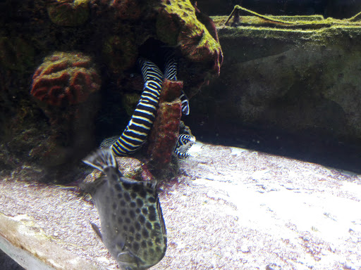 Tourist Attraction «IMAG History & Science Center (formerly Imaginarium Science Center)», reviews and photos, 2000 Cranford Ave, Fort Myers, FL 33916, USA