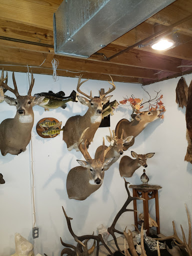 Tony's Taxidermy