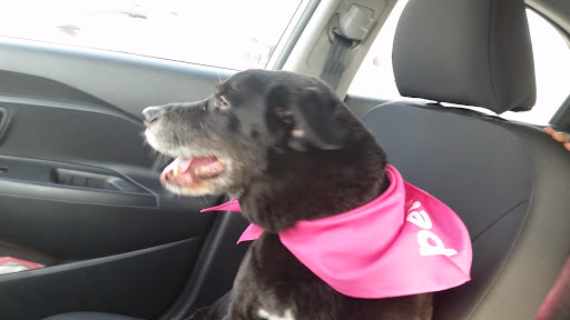 Pet Supply Store «Petco Animal Supplies», reviews and photos, 32074 Gratiot Ave, Roseville, MI 48066, USA