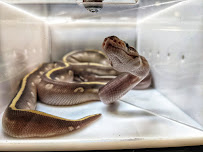 Michigan Reptile Show - Photo 6 - Car repair in Taylor, MI, Dearborn