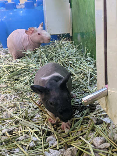 Pet Supply Store «PetSmart», reviews and photos, 3450 N Morrison Rd, Muncie, IN 47304, USA