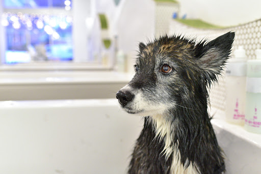 Pet Groomer «Bubbly Paws Dog Wash & Grooming», reviews and photos, 949 Grand Ave, St Paul, MN 55105, USA