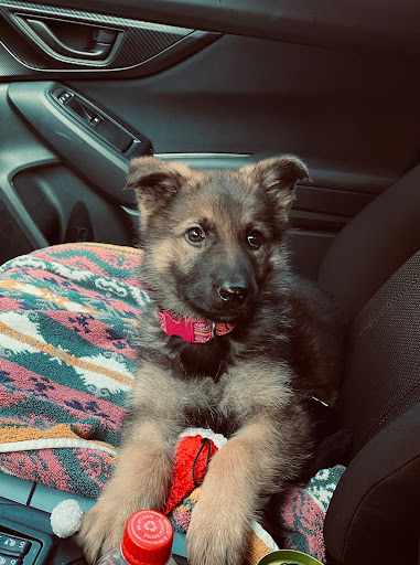 Pet Supply Store «Petco Animal Supplies», reviews and photos, 1203 SE Everett Mall Way f, Everett, WA 98208, USA