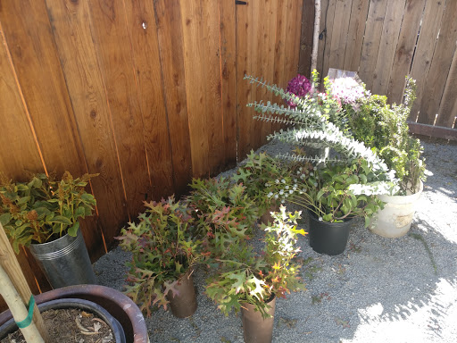 Florist «Hello Flowers», reviews and photos, 3807 MacArthur Blvd, Oakland, CA 94619, USA