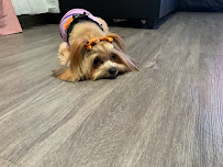 Doggie Style Pets Spruce - Photo 5 - Car repair in Philadelphia, PA, Philadelphia