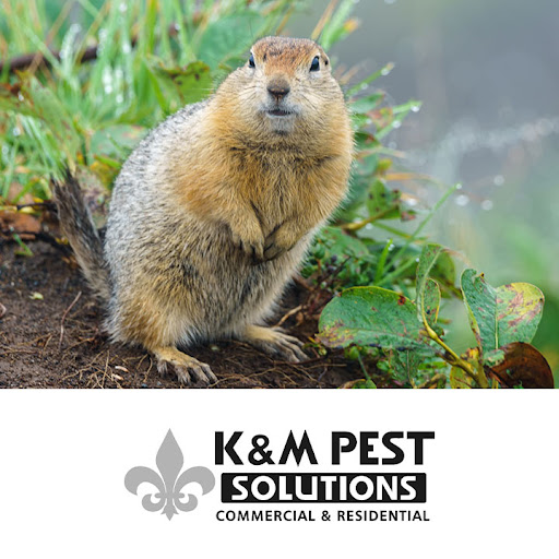 K & M Pest Solutions Inc