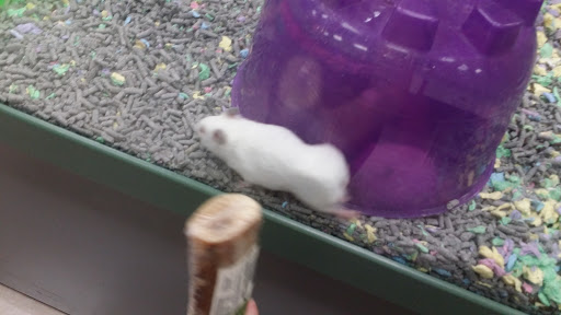 Pet Store «Petland Vineyard - San Antonio», reviews and photos, 1309 North Loop 1604 W #101, San Antonio, TX 78258, USA